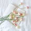 Subscription Roses